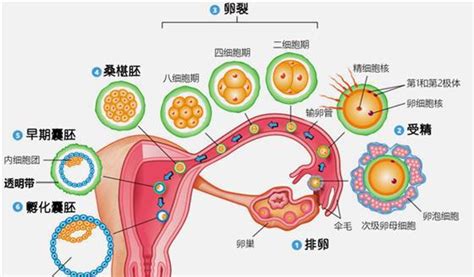 南宁助孕中介