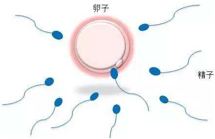 卵巢保养