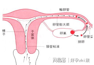 南昌不育不孕