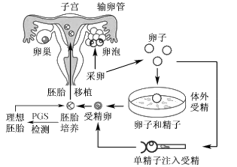 卵泡监测