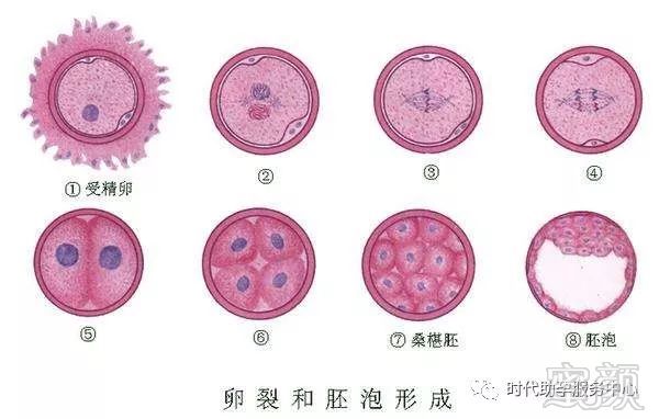 卵巢过度刺激综合征