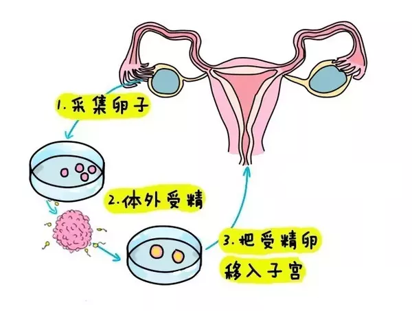 卵后