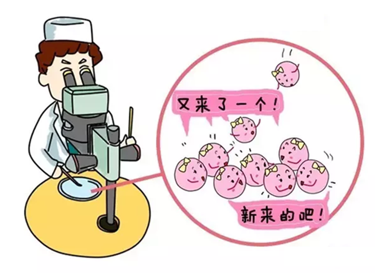 卵泡检测
