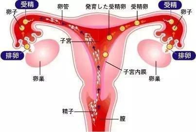 北京试管婴儿费用