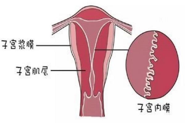 卵泡多大可以受孕